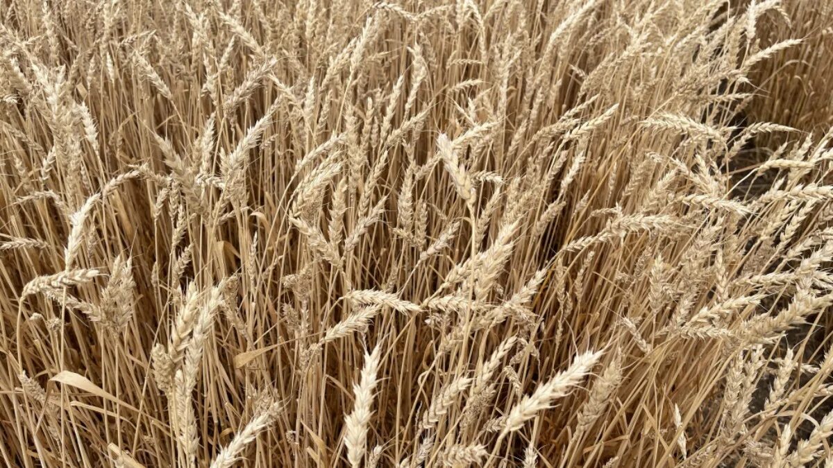 1 сорт пшеницы. Новый урожай пшеницы". Россия поля пшеницы. Пшеница в новых парках. Павлова пшеницы.