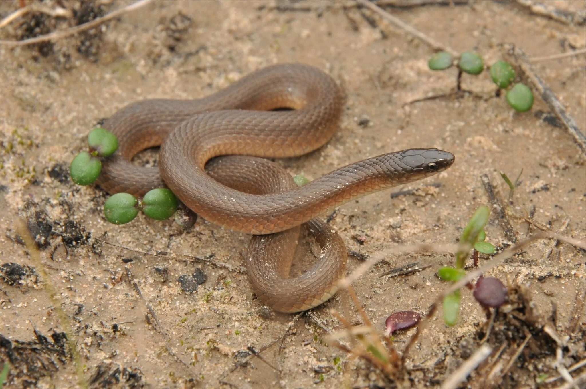 Земляная гадюка. Земляной змей. Желтый полоз краснодарский край. Травяная змея natrix natrix. Островной ботропс.