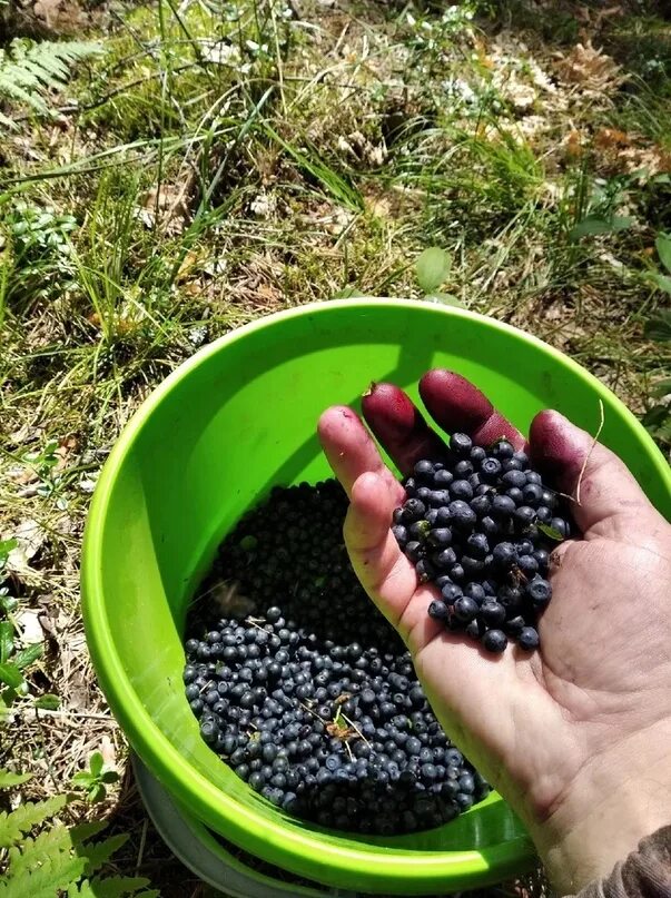 Собирать ягоды в лесу. Черника крупная. Черника в лесах. Черника поспела. Когда пойдет черника.