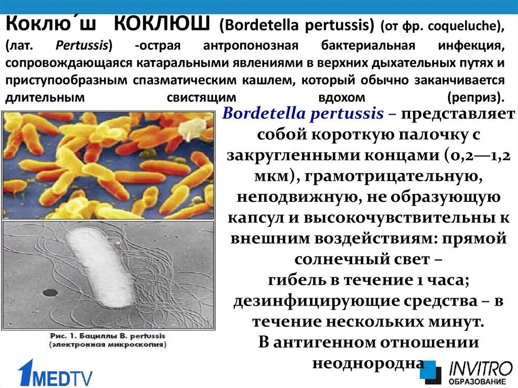 Pertussis коклюш. Возбудитель коклюша микробиология. Бордетеллы коклюша. Возбудитель коклюша Bordetella pertussis. Коклюш вызывается палочкой.