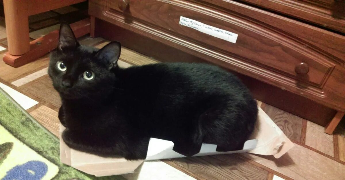 I don t have a cat