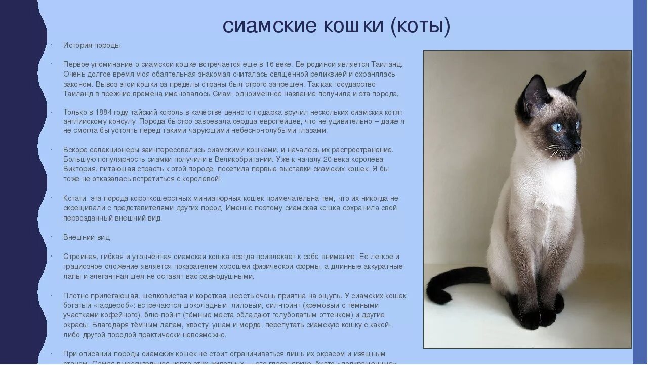Какой характер у котенка. Сиамская кошка описание характера. сиамская кошка стандарт породы. сиамская порода описание. сиамская порода кошек фото и описание.
