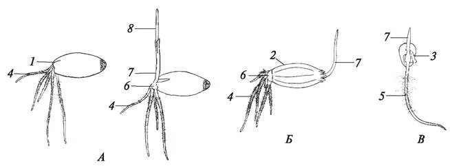Прорастание зерновок злаковых схема. Колеоптиль у пшеницы это. Подземное прорастание зерновки пшеницы. Колеоптиль у ячменя. Колеоптиль