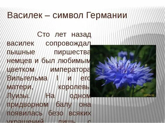 Синий василек предложение. Василек в Германии. Василек символ Германии. Описание василька. Василек национальный символ.