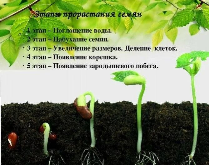 Дни проращивания семян огурцов количество проросших семян. Прорастание огурец прорастание семян. прорастание семян томата. 6 этапов прорастания семян гороха.