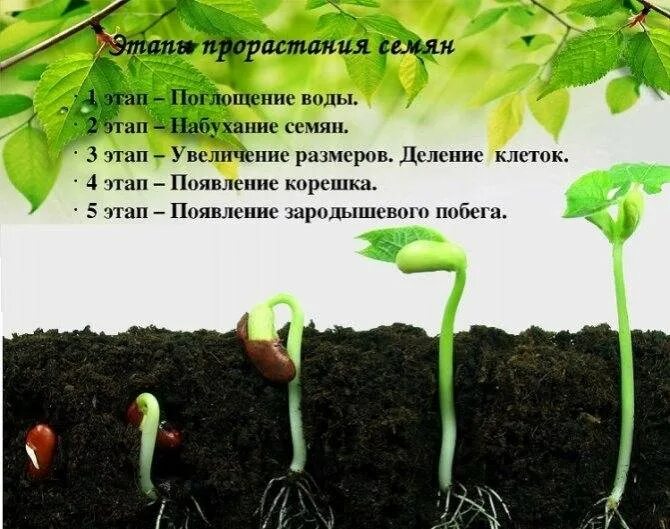 Как быстро прорастить семена помидор на рассаду. Прорастание семян проросток. Прорастание семян томата. Прорастание огурец прорастание семян. Проростки рассады помидоров.