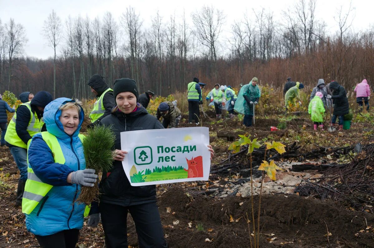 Посади дерево область