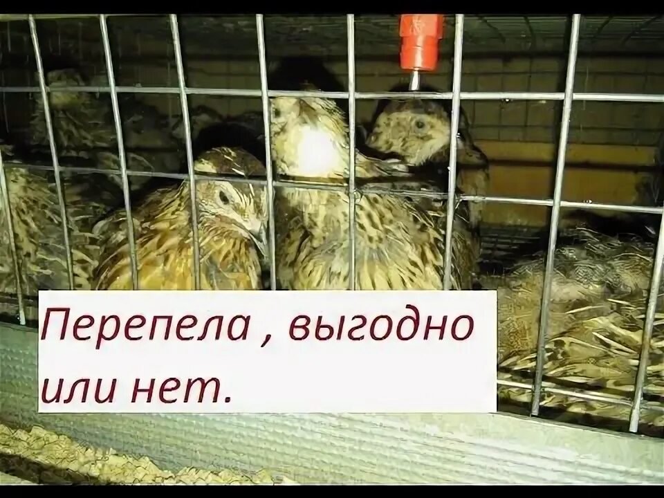 Перепила видео. Перепила видео