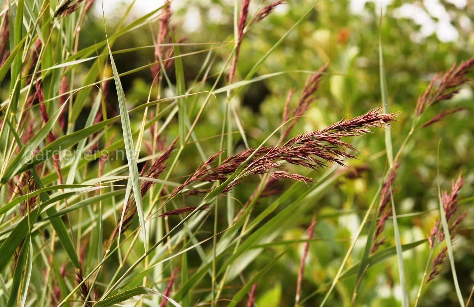 Тростник южный. Тростник phragmites Australis. Тростник обыкновенный (phragmites communis. Тростник Южный phragmites Australis. Тростник обыкновенный (Очерет).