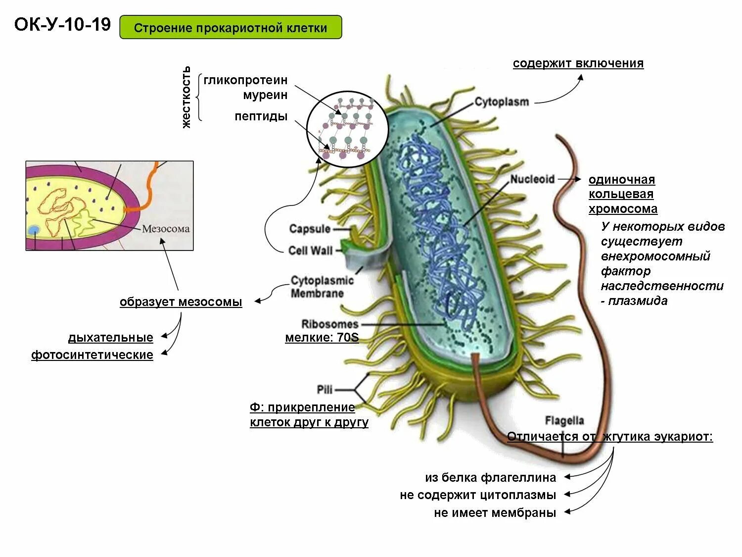 Прокариоты схемы. Строение бактериальной клетки прокариот. Строение прокариотической бактерии. Строение прокариотической клетки бактерии. Строение бактерии прокариот.