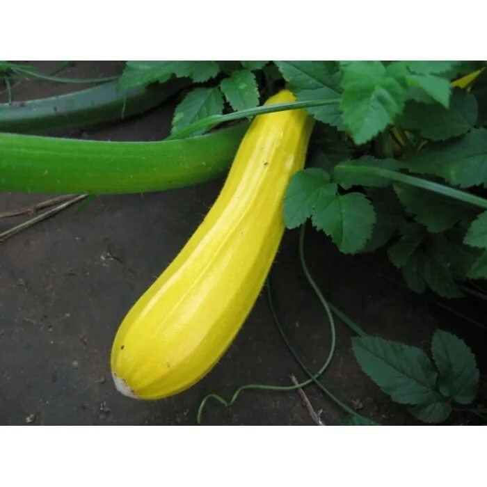 Острая закуска из кабачка. Кабачки с майонезом. Кабачки джейми оливе. Кабачки в духовке. Готов кабачков.