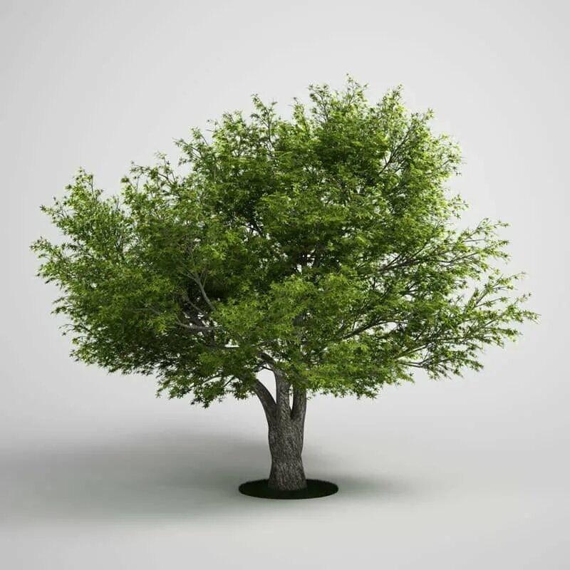 Tree 3
