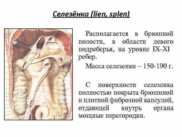 Селезенка покрыта брюшиной. Селезенка отношение к брюшине. Селезенка по отношению к брюшине располагается. Малые размеры селезенки латынь