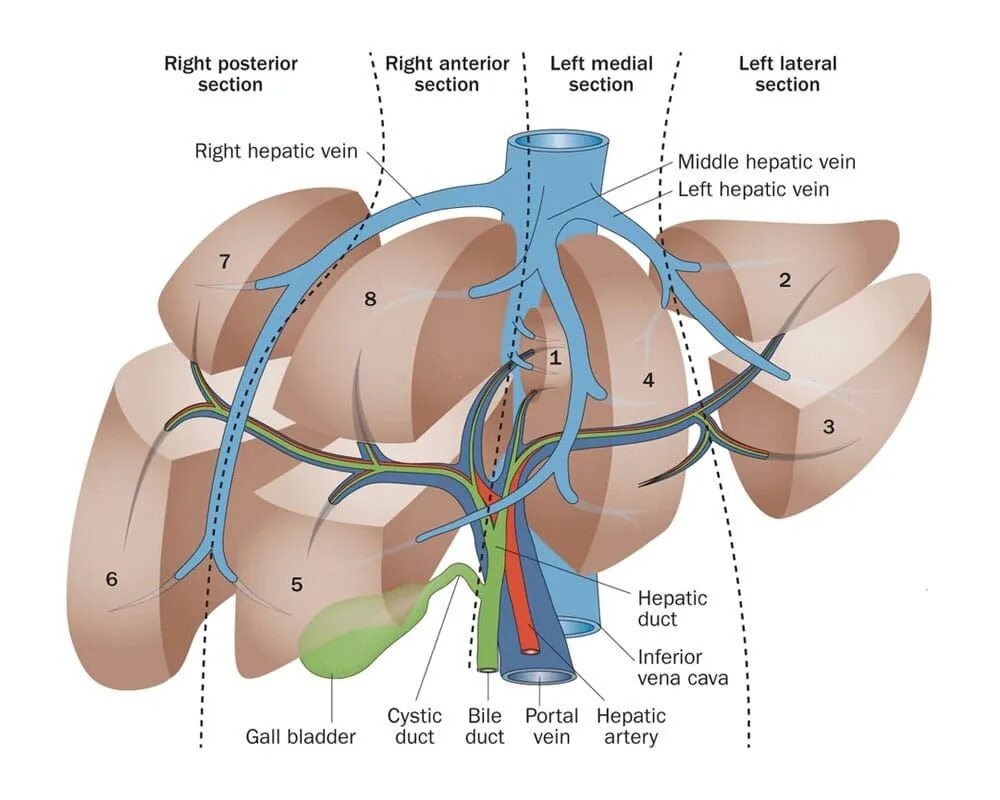 Печень 9 8 7. 6 Сегмент печени. Строение печени доли и сегменты. Сегментарная анатомия печени. Печень строение сектор сегмент доли.