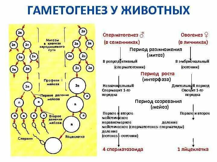 Схема спорогенеза и гаметогенеза у покрытосеменных. Гаметогенез у цветковых растений схема. Гаметогенез у цветковых растений таблица. Гаметогенез у покрытосеменных растений схема. Гаметогенез е