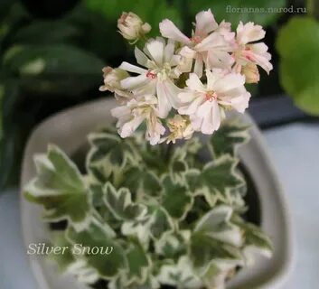 Silver snow