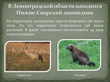 Парки заповедники спб