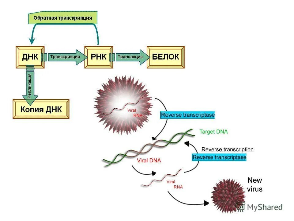 Обратная транскрипция у днк вирусов. Обратная транскрипция информации с рнк на днк характерна для вируса. Схема синтеза рнк по матрице днк. Процесс обратной транскрипции. Ревертаза обратная транскриптаза.