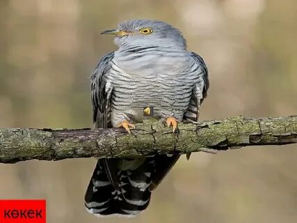 Ерлі-зайыптылар арасындағы жыныстық жарыстар