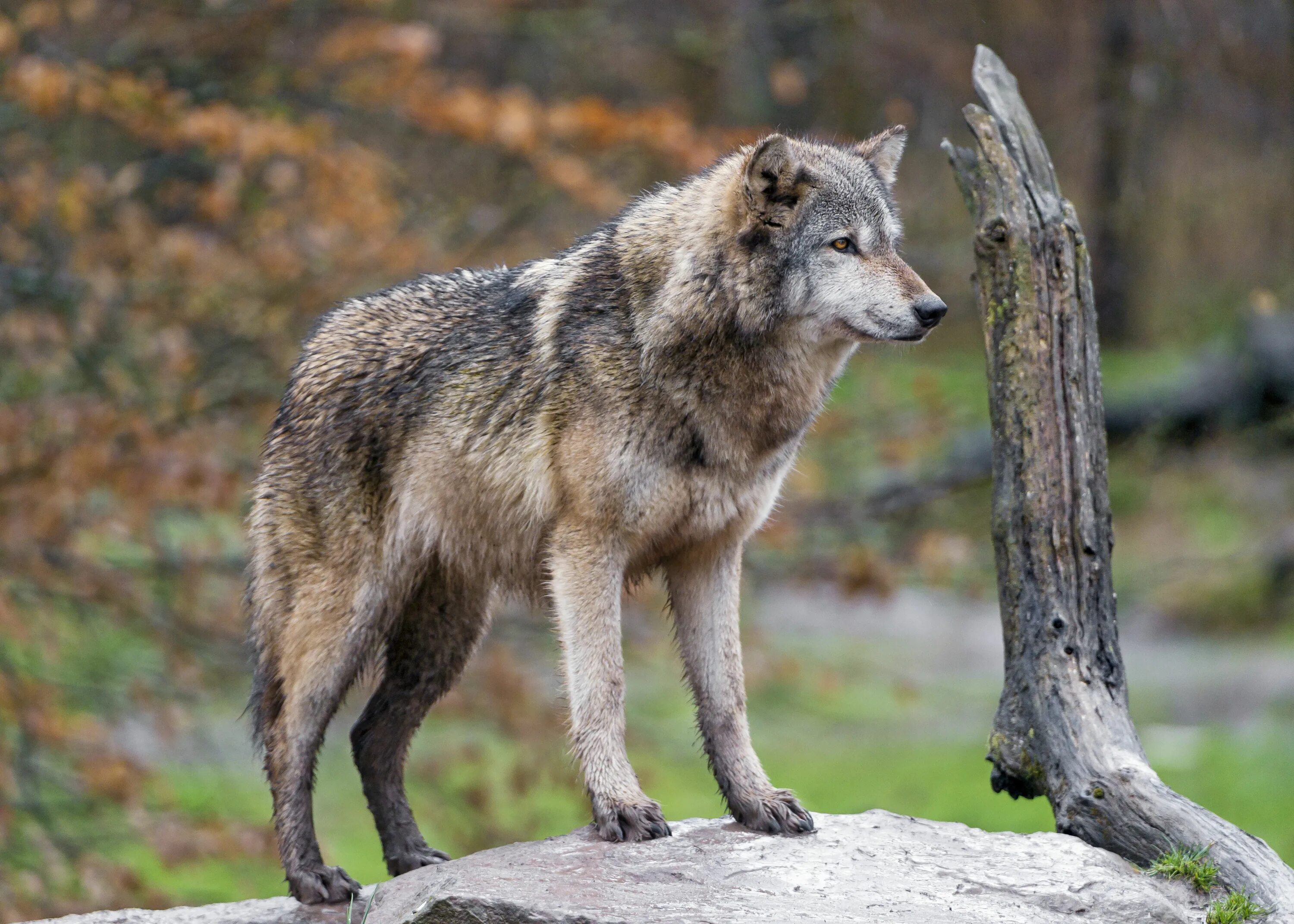 Серый волк дома. Саарлосский вольфхунд. Макензийский Тундровый волк. Волкособ. Волк обыкновенный (canis Lupus).