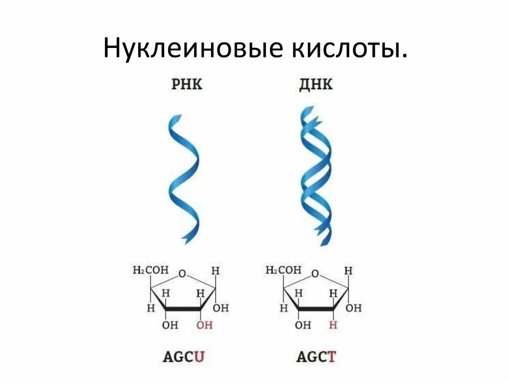 Схема гибридизации нуклеиновых кислот. Механизм гибридизации нуклеиновых кислот схема. Схема строения нуклеиновых кислот. Нуклеиновые кислоты таблица 10 класс.