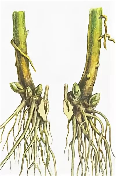 Корни дельфиниума. Корни дельфиниума. Подофилл гималайский корни. Корневая система будлеи давида. Подофилл щитовидный корни.