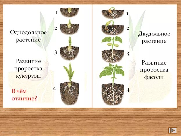 Опыление однодольных и двудольных растений. Опыление однодольных и двудольных растений