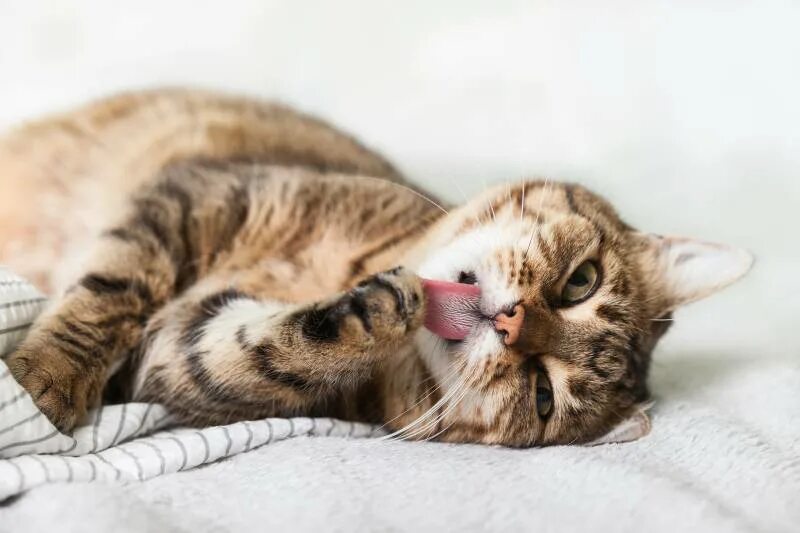 Кошка облизывает и кусает. Кошка облизывается.