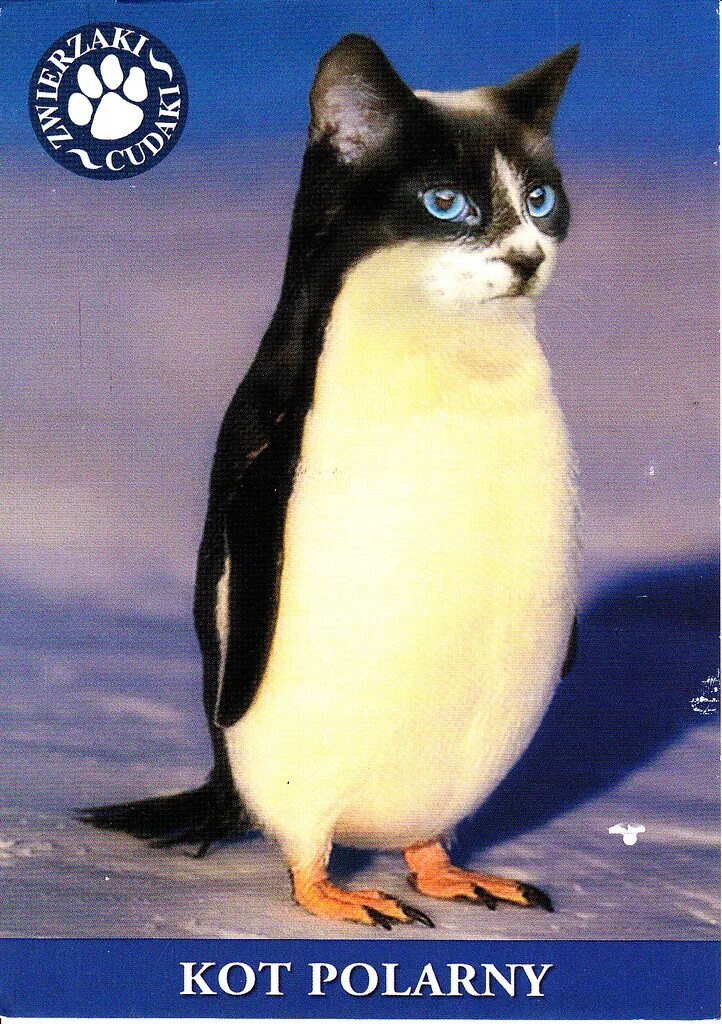 Penguin cat