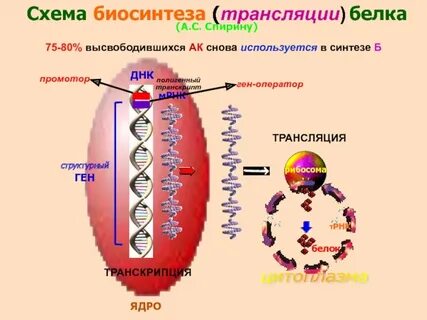 Ядро в биосинтезе белка