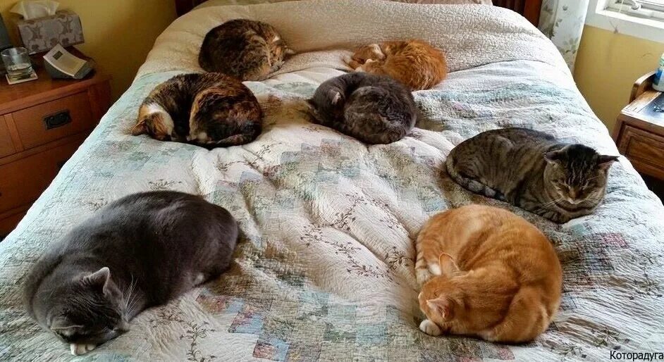 Сколько спят котята в 2. Кровать для кошки. Много котов на кровати. Коты спят много.