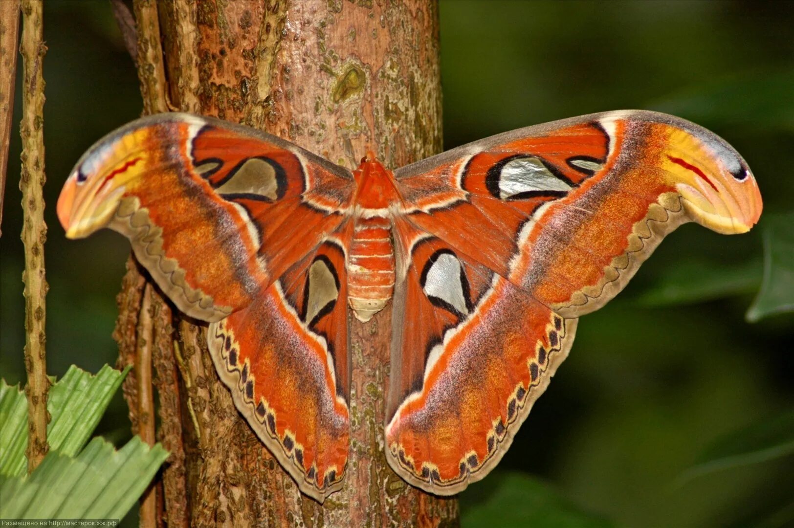Крупные бабочки фото. Бабочка Павлиноглазка атлас. Attacus Atlas бабочка. Павлиноглазка атлас Attacus Atlas.