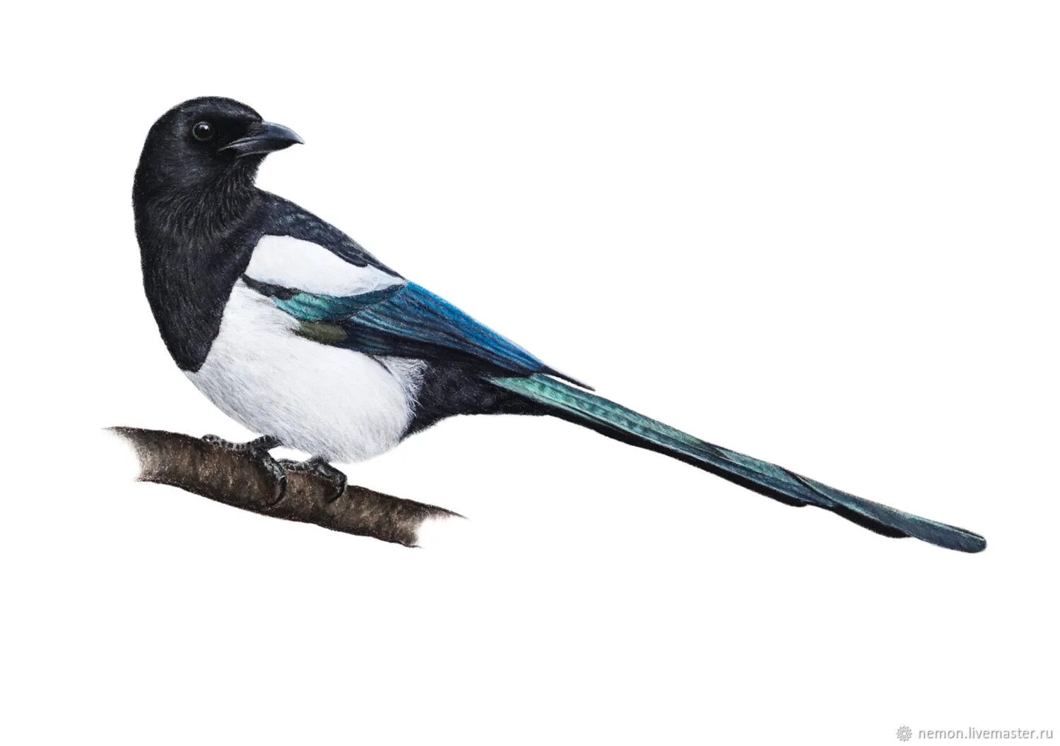 Сороки фон. Сорока на белом фоне. Птицы для детей. Сорока на белом фоне для детей. Сорока картинка для детей.