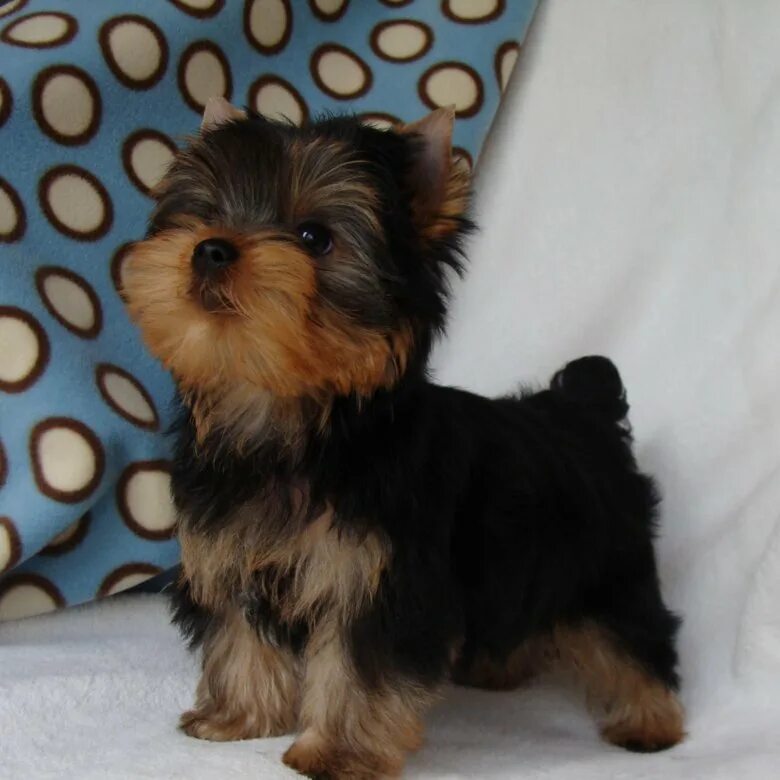 мини йорк маленький. щенки ёршский терьер мини. бишон йорк. йоркширский тойтерьер. мини йорк маленький.