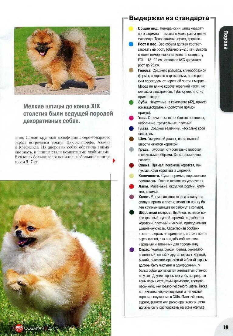 Померанский шпиц вес по месяцам таблица Описание немецких цвергшпицев и их отличия от померанских: особенности породы