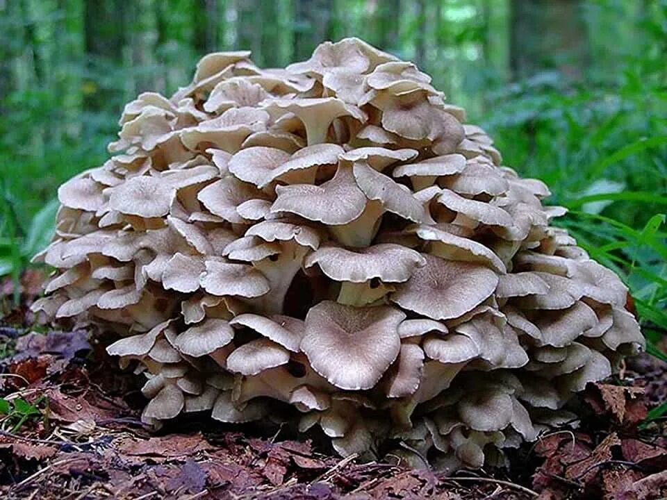Грифола кучерявая. Грифола курчавая. Грифола курчавая гриб. Грифола курчавая (grifola frondosa), гриб-баран. Гриб грифола курчавая, гриб-баран.