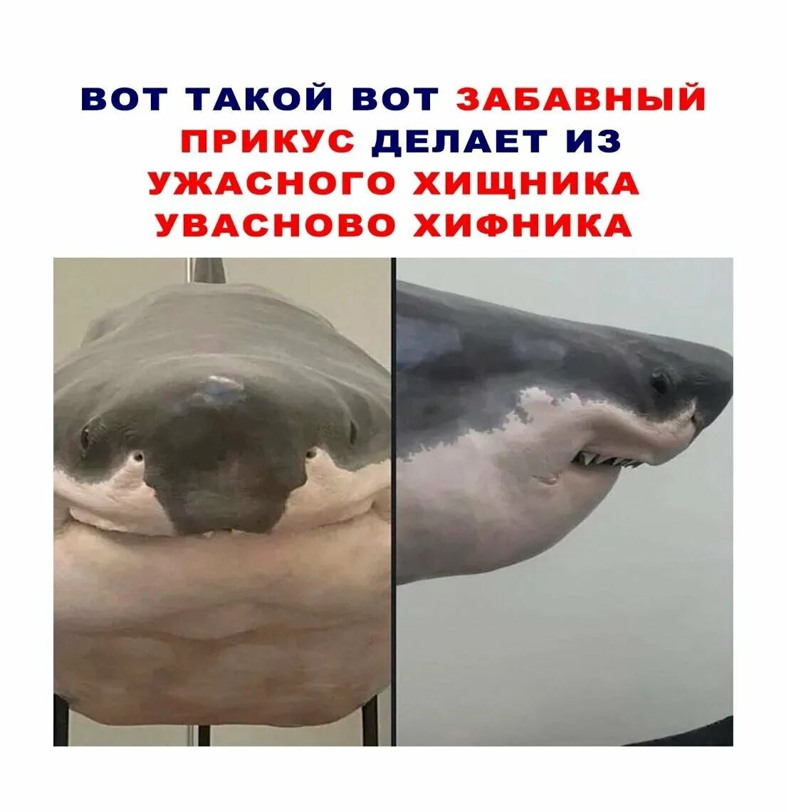 Акува булофная. Акува. Акува булофная. Акула против дельфина. Акула мем.