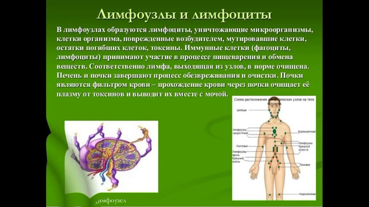 Лимфатическая система лимфоузлы. Упражнения для очищения лимфатической системы. Лимфатический узел человека. Упражнения для разгона лимфы. Жидкость в лимфоузле