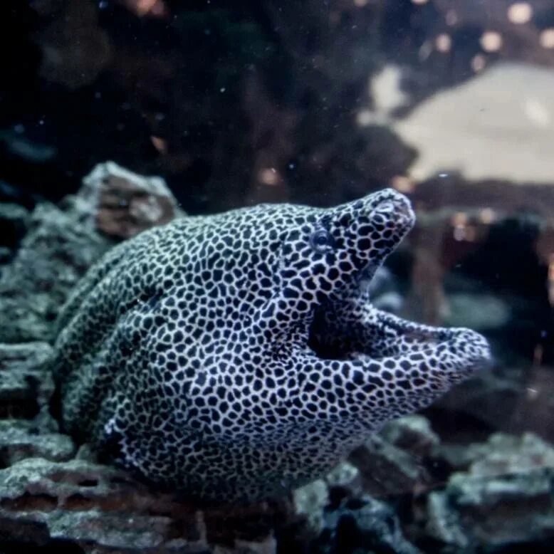 Рыбка не понимает. Комиксы про рыб. Как понять что рыбки счастья. Рыбка понял. Рыбка понял.