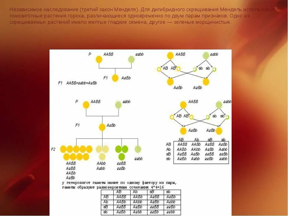 Закономерности наследования дигибридное скрещивание. 3 Закон Менделя закон независимого наследования. 3 Закон Менделя дигибридное скрещивание. Схема наследования признаков при дигибридном скрещивании. Зависимое наследование.