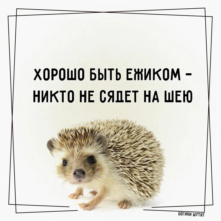 Хорошо быть ежиком никто. Ежик юмор. хорошо быть ёжиком никто не сядет на шею. юмор про ежа. картинка хорошо быть ежиком никто не сядет на шею.