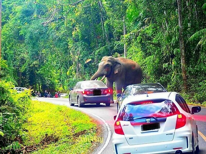 Слон автомобиль. Слоненок на машине. Слоны в машине. Elephant машина. Elephant car