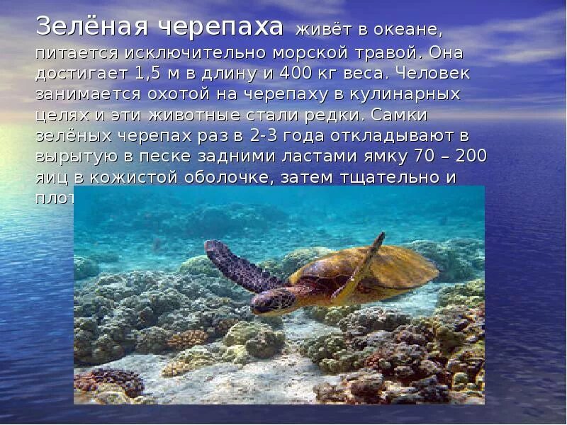 Океаны 1 кратко. Морские животные информация. Доклад про обитателей морей и океанов. Морская черепаха доклад. Интересные факты о морских жителях.