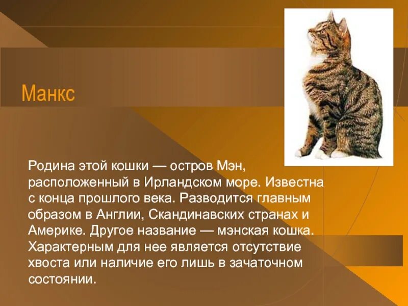 Интересные факты о кошках. Кошки бывают разные. Биография о кошках. Мифы о кошках. Почему кошку зовут кошку