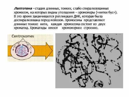 Клетки пыльника