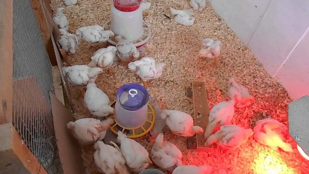 Выращивание цыплят в домашних условиях для начинающих. Бройлер Кобб 500. Птичник для суточных цыплят. Курятник для цыплят бройлеров.