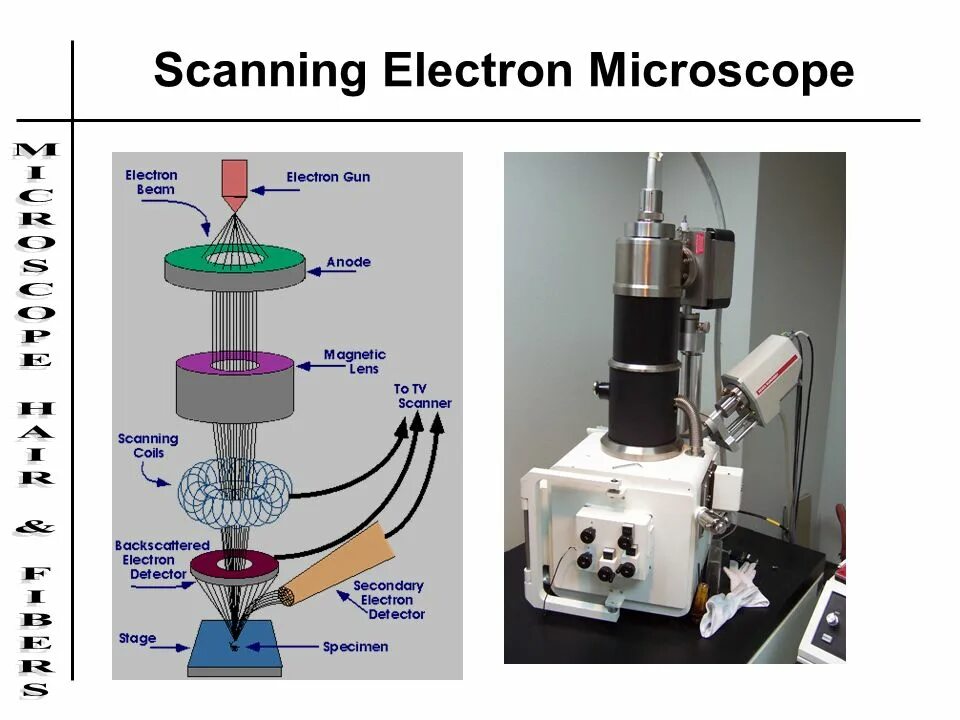 Scanning microscope. Scanning electron microscopy. 4d электронный микроскоп. ртм микроскоп. scanning electron microscope ppt.