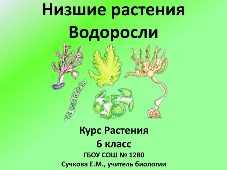 К какому царству относятся водоросли. Отделы растений водоросли. низшие растения. низшие растения отделы водоросли. водоросли это группа организмов.