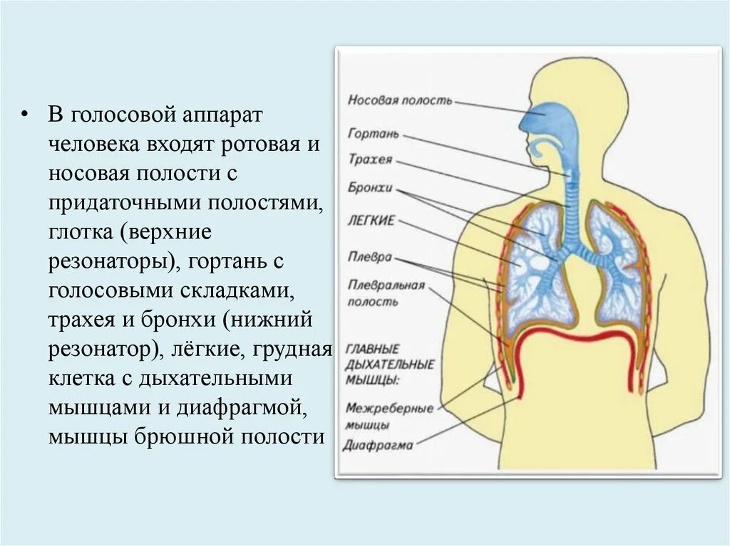 Из чего состоит пение. Резонаторы голосового аппарата резонаторы. Ротовая и носовая полости с придаточными полостями. Певческий аппарат строение голосового аппарата. Структура голосового аппарата гортани.