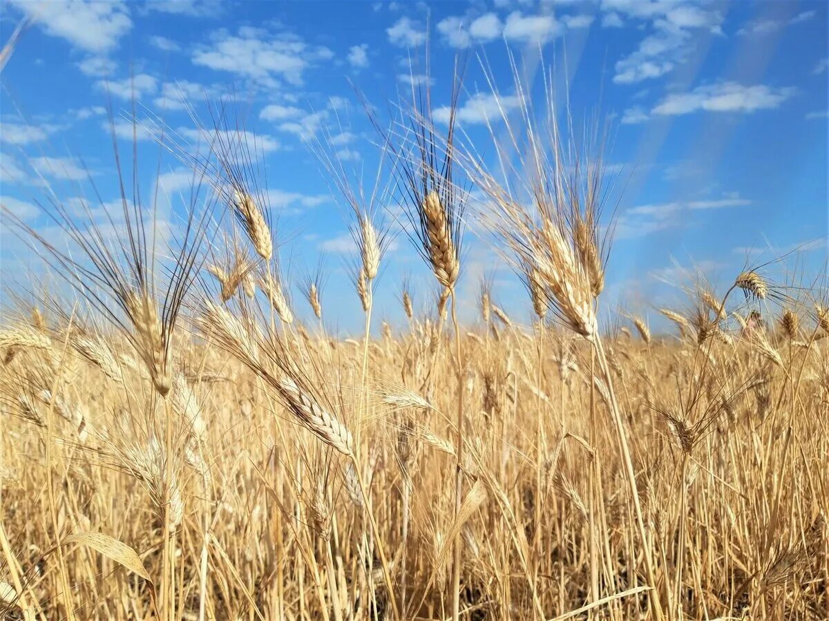 Сорт яровой пшеницы огорка. Пшеница яровая ирень. Озимая мягкая пшеница безостая 1. Яровая пшеница это. Озимая мягкая пшеница безостая 1.